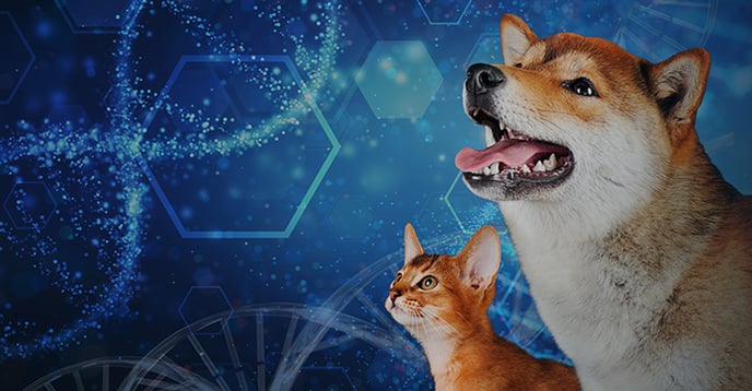 Cat_Dog_DNA_web